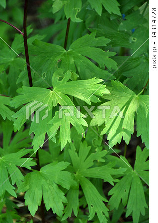 植物：トリカブト　キンポウゲ科 34314728