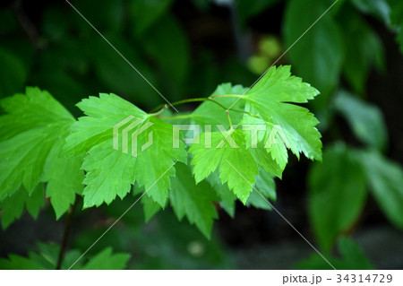 植物：トリカブト　キンポウゲ科 34314729