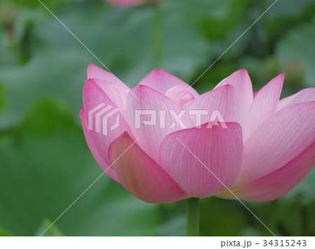 蓮の花 蓮の花 34315243