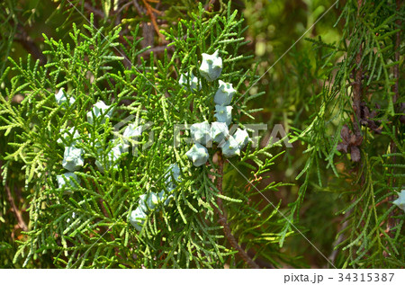 樹木：コノテガシワ　ヒノキ科 34315387