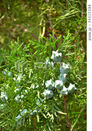 樹木：コノテガシワ　ヒノキ科 34315388