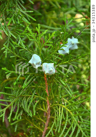 樹木：コノテガシワ　ヒノキ科 34315389