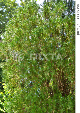 樹木：コノテガシワ　ヒノキ科 34315390