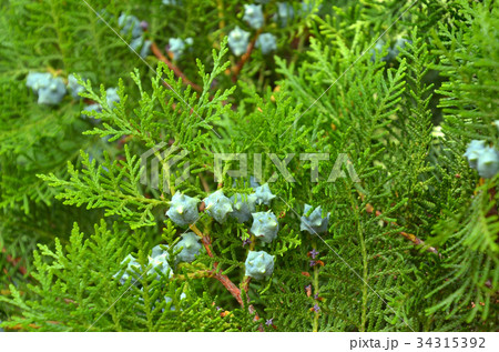 樹木：コノテガシワ　ヒノキ科 34315392