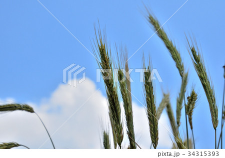 植物：ライムギ　イネ科 34315393