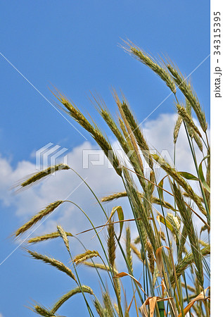 植物：ライムギ　イネ科 34315395