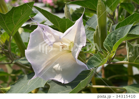 植物 アメリカチョウセンアサガオ ナス科の写真素材