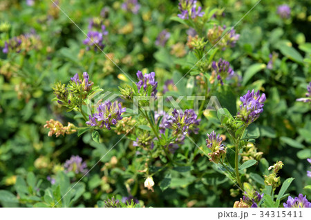 植物:ムラサキウマゴヤシ マメ科 植物:ムラサキウマゴヤシ マメ科 34315411