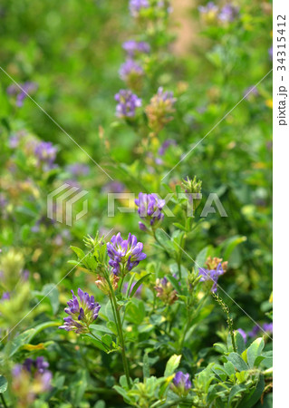 植物:ムラサキウマゴヤシ マメ科 植物:ムラサキウマゴヤシ マメ科 34315412