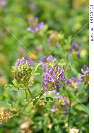 植物：ムラサキウマゴヤシ　マメ科 34315413