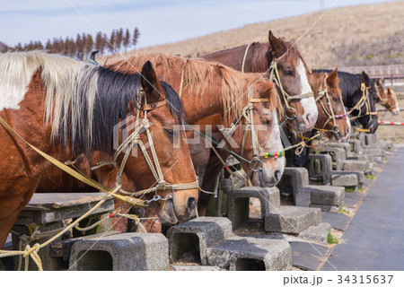 Sports horses for racing in the stalls 34315637