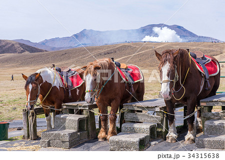 Sports horses for racing in the stalls 34315638