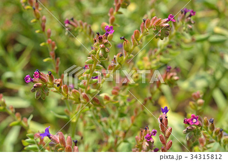 植物：アルカネット　ムラサキ科 34315812