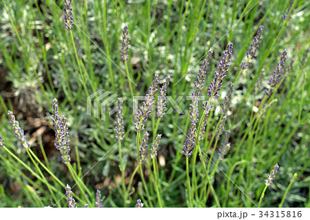 樹木：ラベンダー・ラバンジングロッソ　シソ科 34315816
