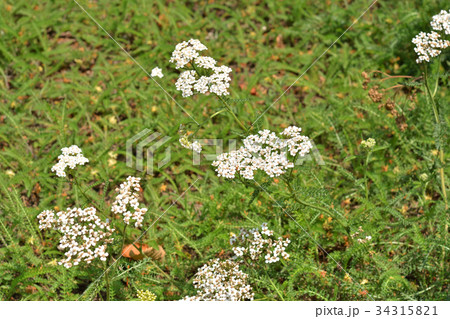 植物：セイヨウノコギリソウ　キク科 34315821
