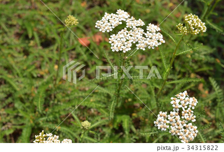 植物：セイヨウノコギリソウ　キク科 34315822