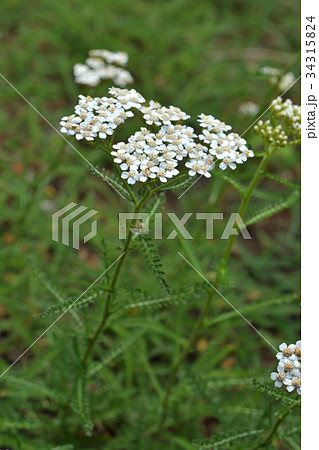 植物：セイヨウノコギリソウ　キク科 34315824