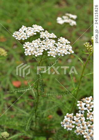 植物:セイヨウノコギリソウ キク科 植物:セイヨウノコギリソウ キク科 34315826