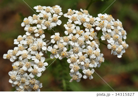 植物：セイヨウノコギリソウ　キク科 34315827