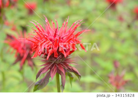 植物：タイマツバナ　シソ科 34315828
