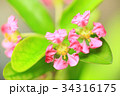 アセロラの花 34316175