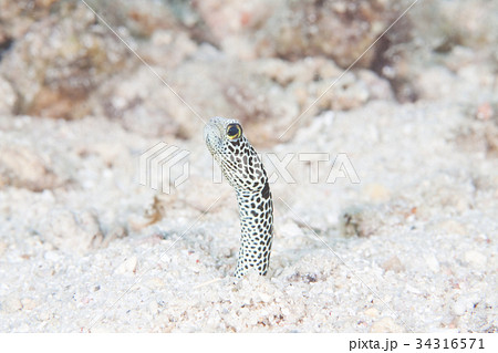 チンアナゴ チンアナゴ 34316571