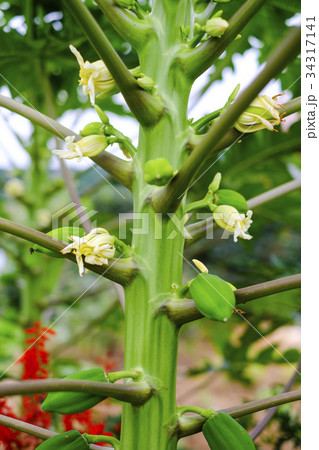 パパイヤの花と果実 の写真素材