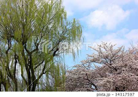 妙正寺公園の柳と桜(2) 34317597