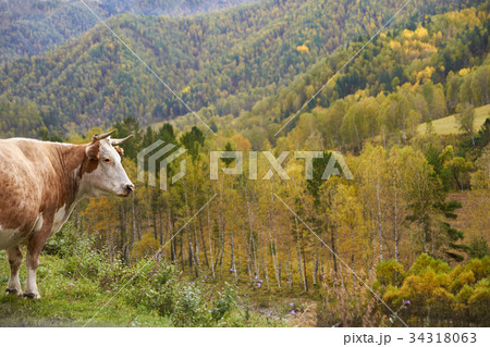 Cow in altai mountains in autumn. Brown, yellow and green 34318063