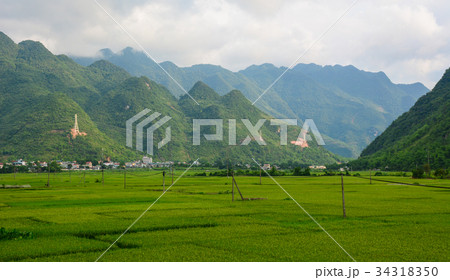 Rice field at summer in Northern, Vietnam Rice field at summer in Northern, Vietnam 34318350