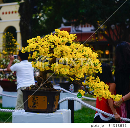 Ochna integerrima flowers at spring time 34318651