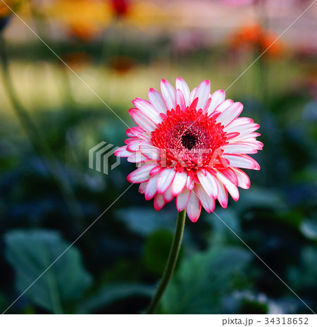 Gerbera flower at garden in spring time Gerbera flower at garden in spring time 34318652
