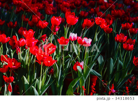 Tulip flowers under sun light Tulip flowers under sun light 34318653