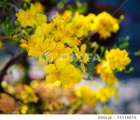 Ochna integerrima flowers at spring time 34318656