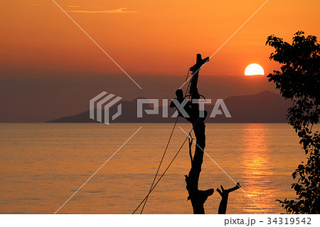 Local tree climber is cutting a branch by hand saw 34319542