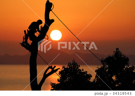 Local tree climber is cutting a branch by hand saw 34319543