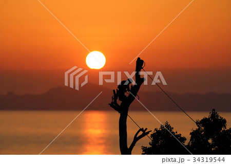 Local tree climber is cutting a branch by hand saw 34319544