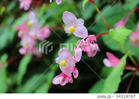 ピンクの花 ピンクの花 34319707