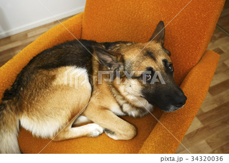 sad brown dog lying in the orange chair sad brown dog lying in the orange chair 34320036