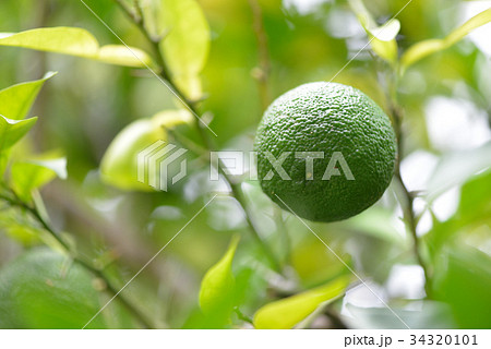 青い柚子の写真素材