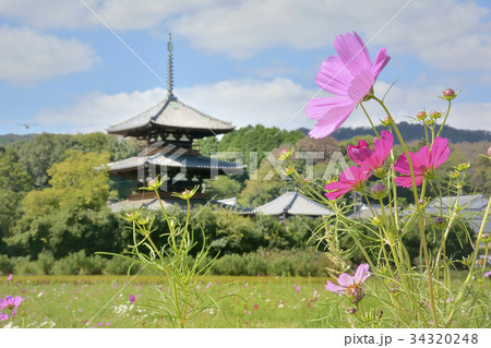 法起寺 国宝 三重塔 コスモス 法起寺 国宝 三重塔 コスモス 34320248
