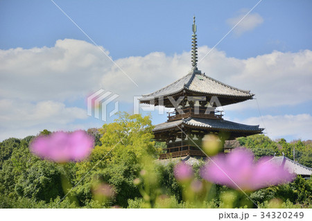 法起寺　国宝　三重塔　コスモス 34320249