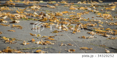 Dry yellow foliage on the road 34320252