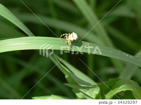アズチグモ(メス) アズチグモ(メス) 34320297