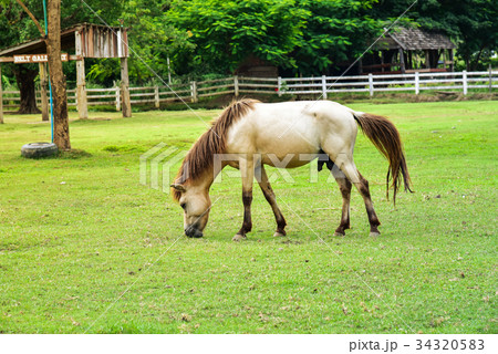 White horse 34320583