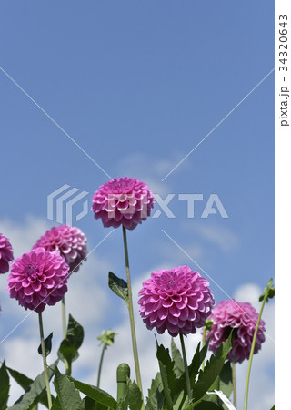 ダリア ダリア 34320643