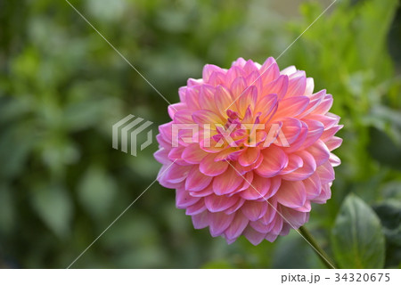 ダリア ダリア 34320675