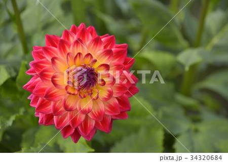 ダリア ダリア 34320684