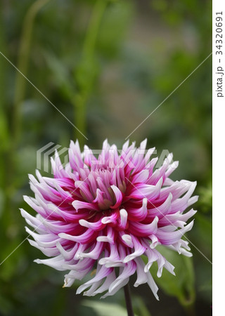 ダリア 34320691