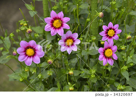 ダリア ダリア 34320697